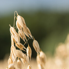 Oat field