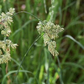 Orchardgrass