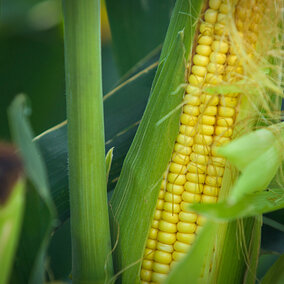 Organic corn field