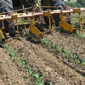 Ridge cultivation in an organic system