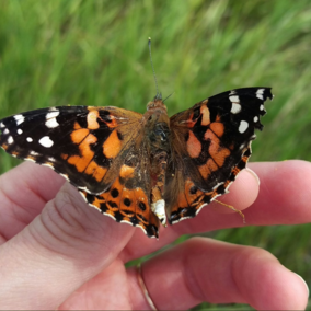 Painted lady butterfly