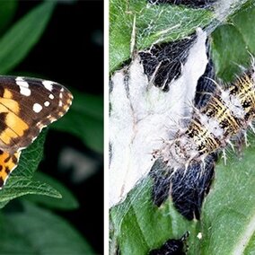 Painted lady butterfly and caterpillar