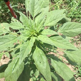 Palmer amaranth