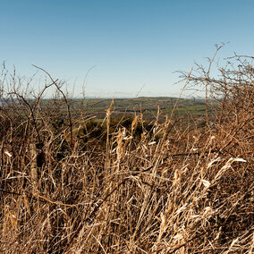 pasture in drought conditions