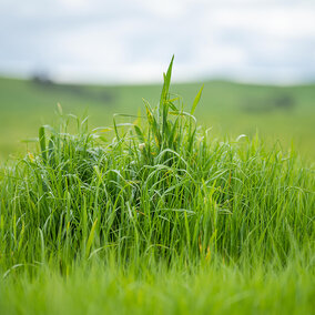 Tall green grass in a lush field under a cloudy sky.