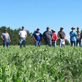 pea variety trials at the High Plains Ag Lab