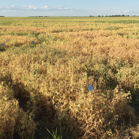 Figure 1. Field peas are mature and ready to harvest in this variety trial plot near Grant.