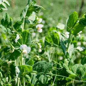 Pea field