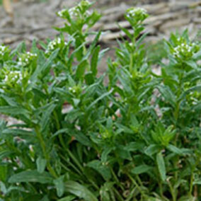 Field pennycress