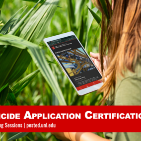 Person using a tablet while inspecting corn plants in a field, illustrating pesticide application certification training and modern crop management.