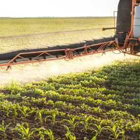 Tractor spraying corn field