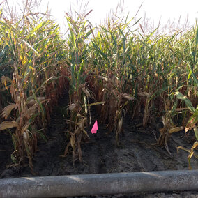 Pipe-irrigated corn in west central Nebraska