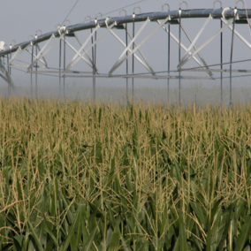 Center pivot irrigating late season field of corn. 