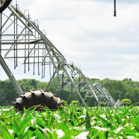 Pivot irrigation in corn field