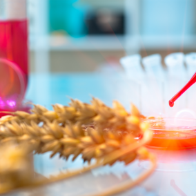 Wheat on lab table with filled syringe 