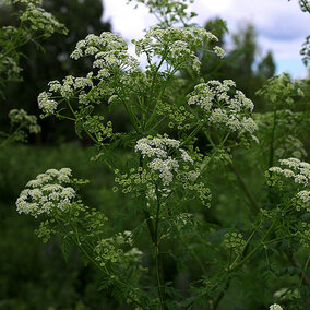 poison hemlock plants with white flowers in green meadow with trees in the background
