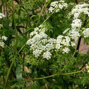 Poison hemlock