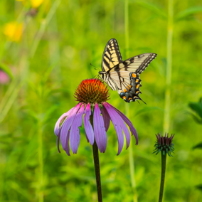 Butterfly pollinating coneflower
