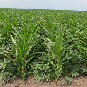 Popcorn at V9 growth stage where PRE herbicide had been applied