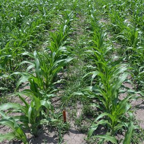 Field trial with one of the herbicides tested in popcorn
