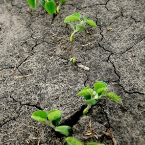 soybeans germinating in a field