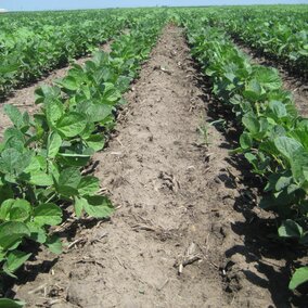 soybean field