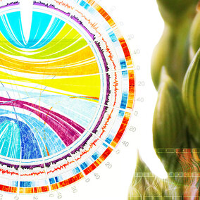 Visual representation of gene sequences