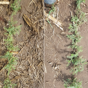 Two photos of chickpeas in the field, one grown in no-till (L) and one grown with tillage (R) at Grant in 2018