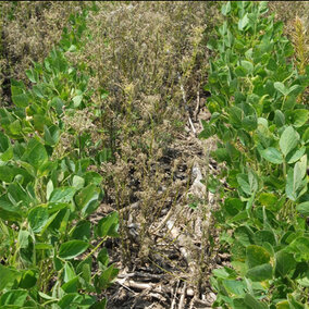 Photo of field trial studying management of glyphosate-resistant ragweed