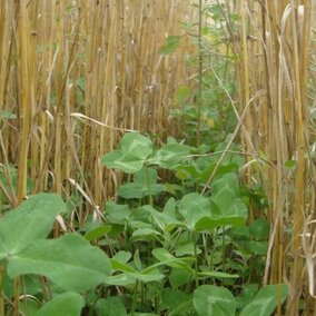 red clover sown in wheat field