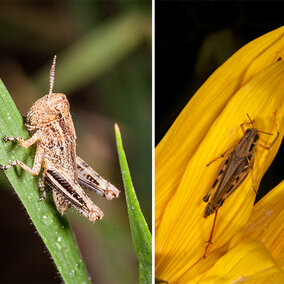 Red-legged grasshopper nymph and adult