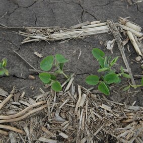 soybean seedlings 