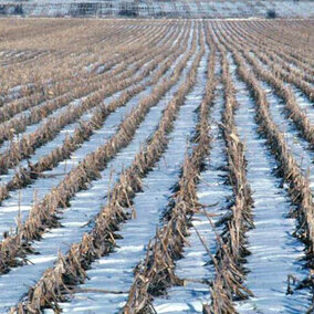 snow between residue rows