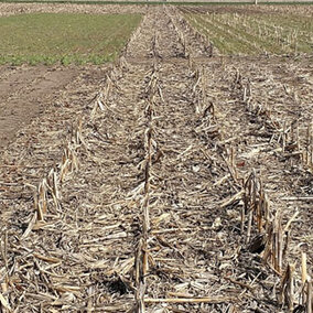 Figure 1. A view of all four treatments of a corn residue and cover crop experiment at the South Central Agricultural Laboratory near Clay Center. Top left is cereal rye with 60% corn residue removal; top right is cereal with corn residue. Bottom left is no cereal rye with 60% corn residue removal; bottom right is corn residue and no cover crop (control).