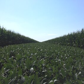 Corn and soybean strip plots