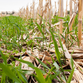 Rye and clover cover crop in corn field