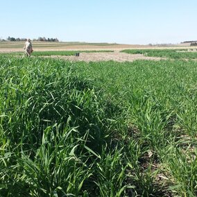 Figure 1: Early-planted rye (left) and late-planted rye before corn at Concord, April 22, 2016.