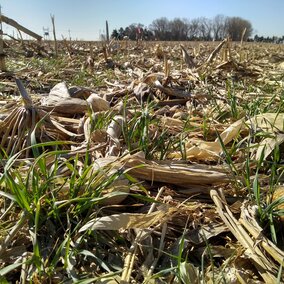 Rye in continuous corn April 19, 2018 at the Eastern Nebraska Research and Education Center near Mead