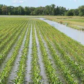 saturated corn field