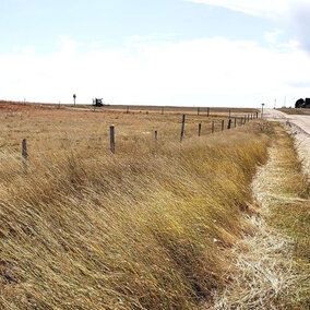 fence row of a wheat field