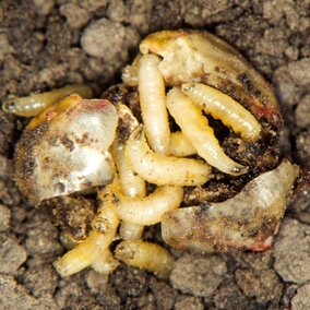 Seed corn maggots