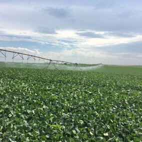 Irrigated soybean in Perkins County, NE (2019). 