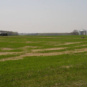 Figure 1. Now is a good time to evaluae your alfalfa stands to determine the level of winter injury they may have sustained during the bitter early-winter cold spell. (Photo by Bruce Anderson)