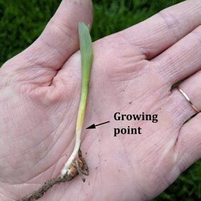 seedling in hand