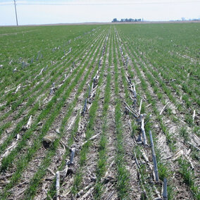 Seedling wheat field