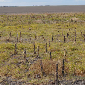 Severe wheat streak mosaic virus in sunflower stubble