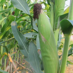 corn ear