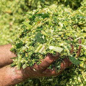 Corn silage