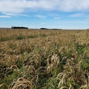 Farmer field testing two cover crop management options