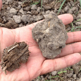 Hand holding two soil types